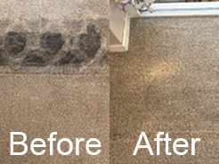 Carpet Stain Removal