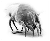 Eradicating Dust Mites