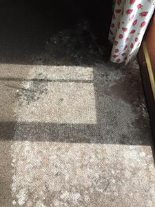 Removing Mold from Carpets Lancashire