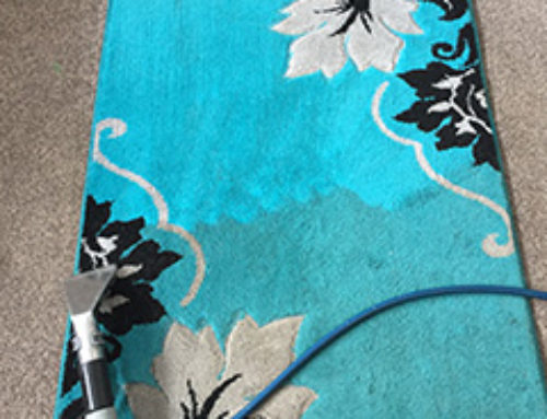 Rug Cleaning vs. Pets