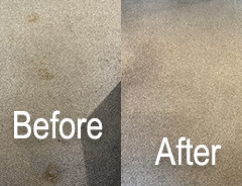 Why Professional Carpet Cleaners Offer Superior Results